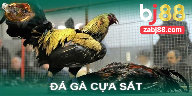 Gà Mỹ Kelso ngoại hình đẹp và mạnh mẽ